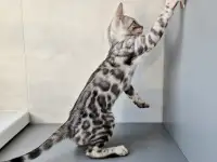 Бенгальские котята редкого окраса