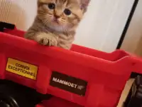 Шотландские котята, фотография 4
