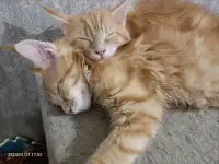 Мейн-кун, фотография 6