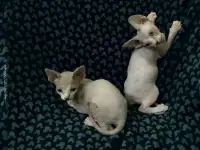 Канадский сфинкс котята