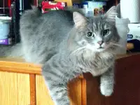 Эффектный котище Серый, кастрирован, фотография 5
