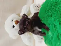 Мини чихуахуа