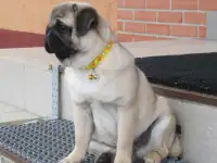 мопс щенки