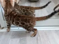 Бенгальские котята, фотография 7