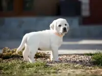 Высокопородные щенки лабрадора, фотография 5