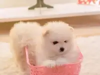 Померанский шпиц