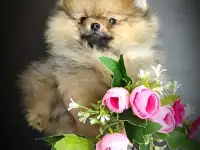Померанский шпиц, щенки. Мини мишки, фотография 3