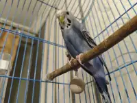 Волнистик девочка, фотография 3