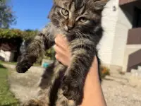 Котята в добрые руки, фотография 2