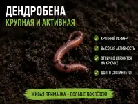 Червь Дендробена оптом в баночках и на вес, фотография 4