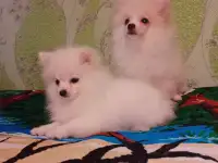 Щенки померанского шпица из питомника-медвежий тип., фотография 2