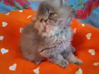 Экзотические плюшевые короткошетстные мраморные котята экстрималы, фотография 4
