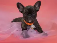 Милые французики, фотография 3