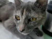 Пропала кошка за инф.40 руб., фотография 2