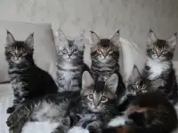 Мейн-кун котята, фотография 3