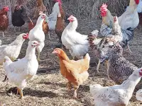 Куры несушки доставка по району