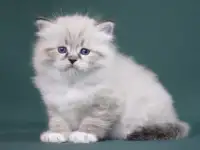 Сибирский котенок, невский маскарадный котенок, фотография 9