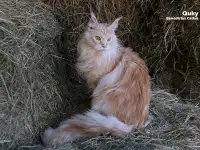Мейн-кун ( мальчик), фотография 7