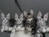 Котята мейн кун!, фотография 4