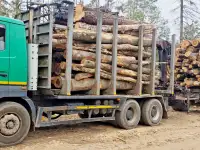 Сортиментовоз (лесовоз) МАЗ 631208 с прицепом