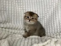 Шотландские котята голубая золотая шиншилла, фотография 3