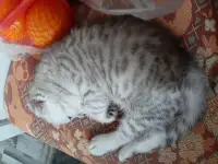 Шотландские  вислоухие котята, фотография 9