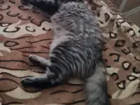 Очаровательная кошечка в добрые руки, фотография 4