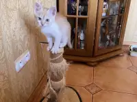 Миленький котенок ищет свой дом, фотография 2