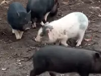 Поросята вьетнамцы