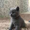 Британский котёнок, фотография 3
