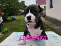 Щенки Ам стаффа, фотография 3