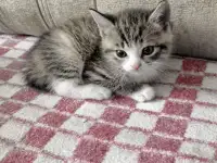 Котята Британской кошки, фотография 2