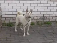 Продам ЗСЛ, фотография 3