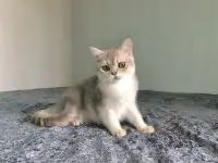 Шотландская кошка голубая золотая шиншилла, фотография 5