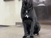 Вязка Кане Корсо кобель