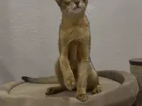 Абиссинский котёнок, девочка