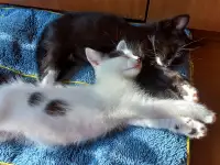 Котята, фотография 3