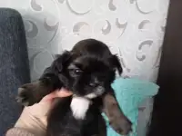Щенки щит цу