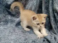 Шотландская кошка золотая шиншилла, фотография 4