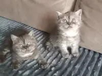 Котята, фотография 5
