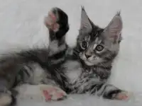 Кошечка породы мейн-кун., фотография 6