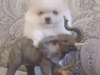 Щенок шпица девочка