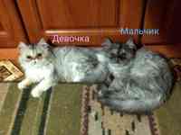 Персидские котята экстремалы чистокровные персы., фотография 6