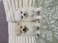 Померанский шпиц мальчики