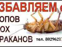 уничтожение клопов, тараканов, муравьев в борисове