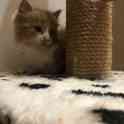 Котёнок рыжий, фотография 11
