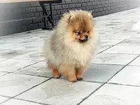 Померанский шпиц, щенки. Мини мишки, фотография 7