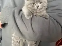 Шотландские котята, фотография 11