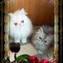 Персидские котята. Персы., фотография 7