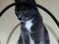 Ласковая Эльфи